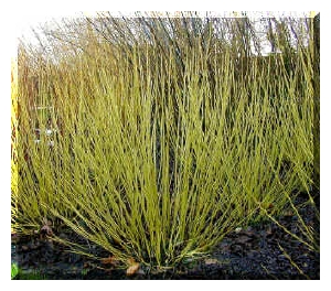 CORNUS stolonifera 'Flaviramea'